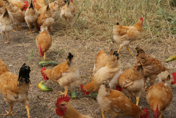 北京確診今年首宗H7N9病例
