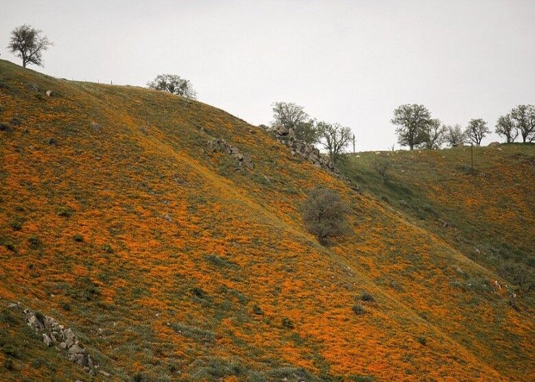 加州死亡谷沙漠野花盛放