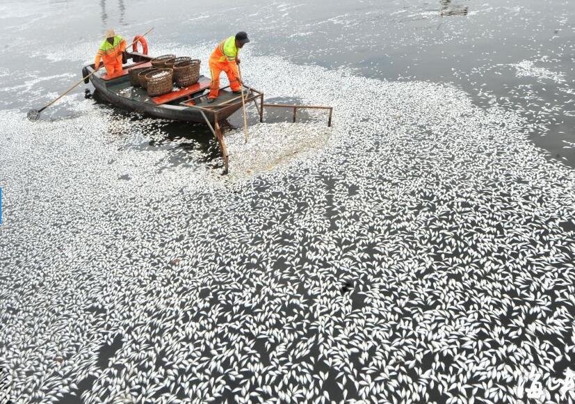 福建一河面出現大量死魚