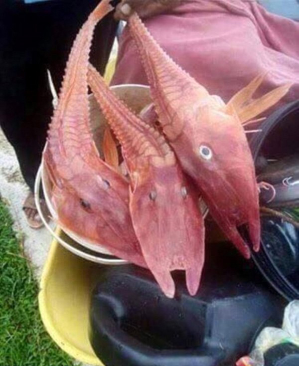 魚蝦混合體好嚇人