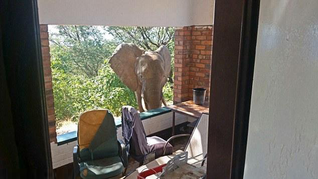 大象居然識去酒店搵人求救！