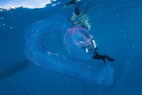 巨型「海洋獨角獸」現澳洲
