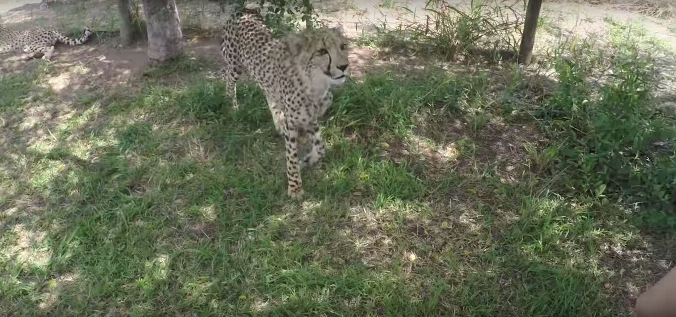 本澳女生遭小獵豹突撲咬受傷