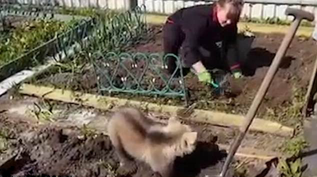 俄羅斯熊幫婦人挖土種土豆