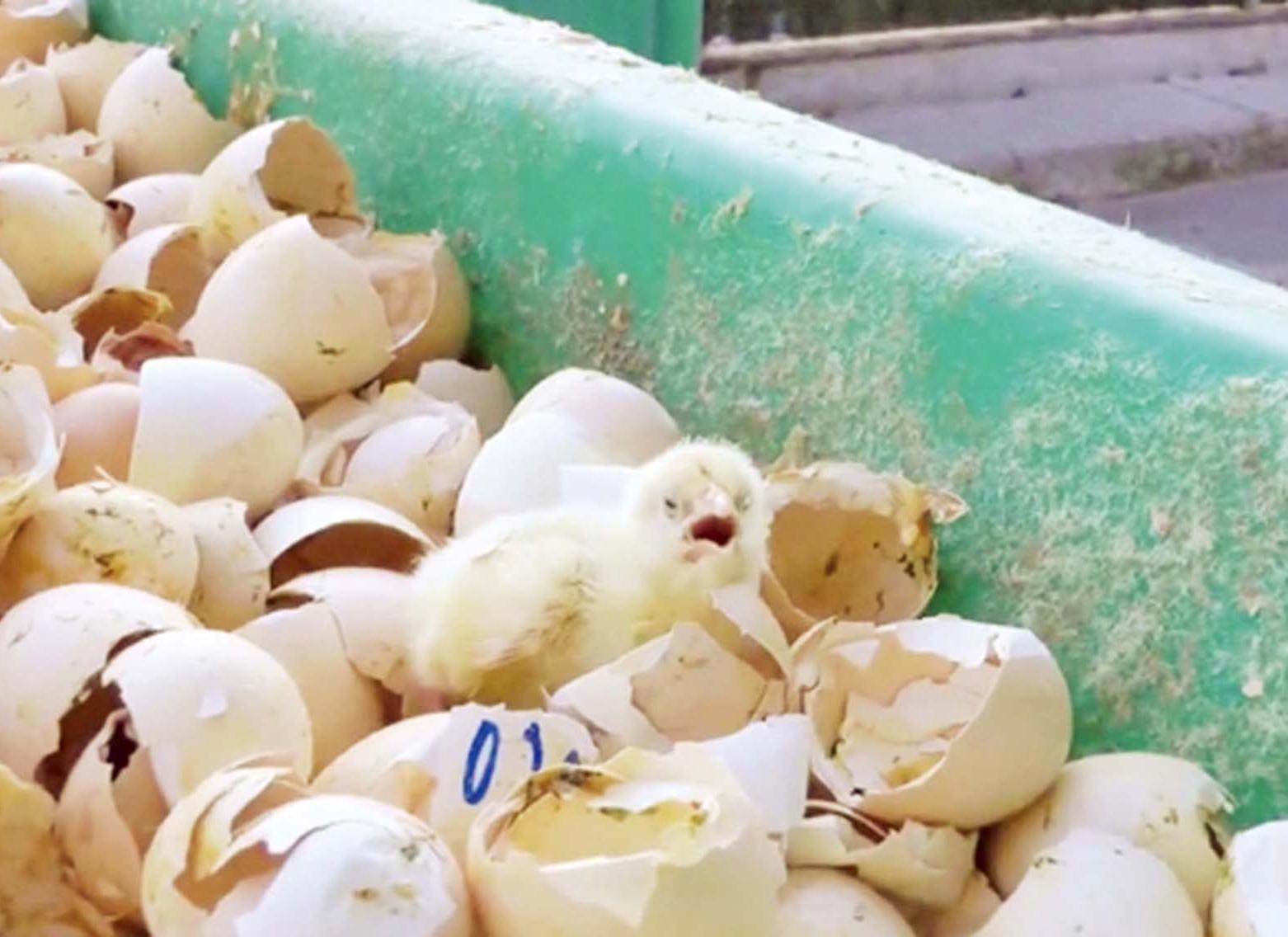 揭養雞場殘酷真相