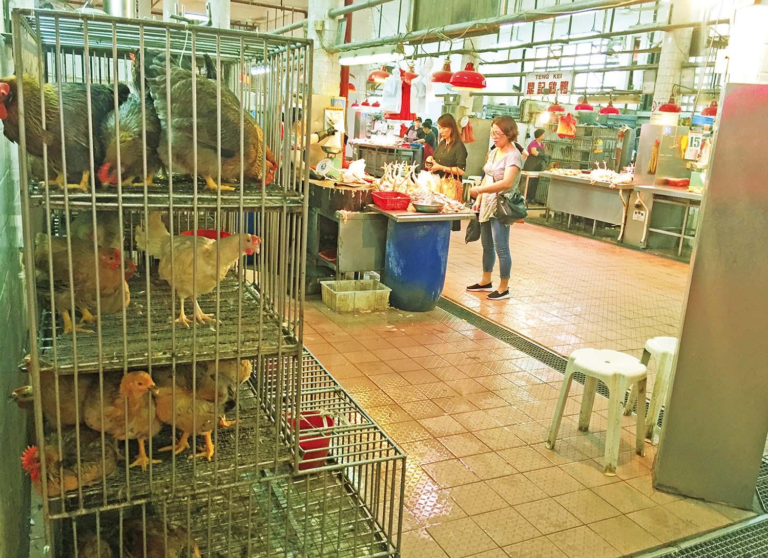 黃潔貞：市民歡迎活禽佔大比數