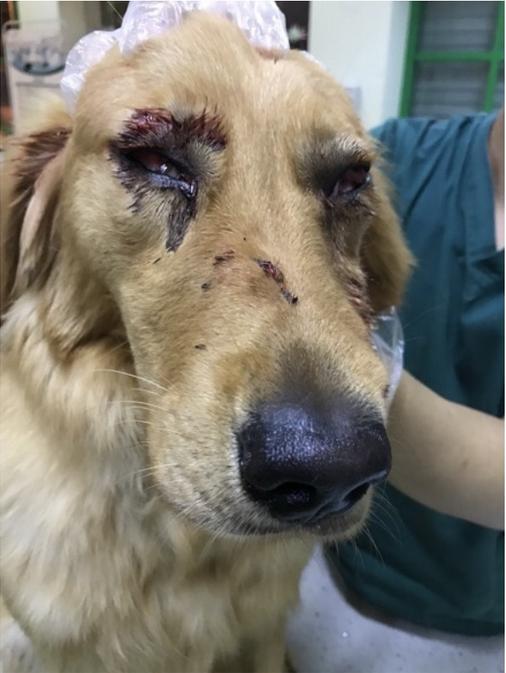 愛犬被打致「千瘡百孔」