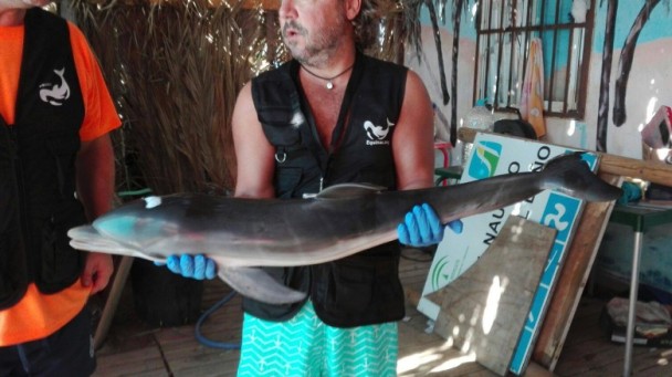 西班牙海豚BB疑遭泳客「玩死」