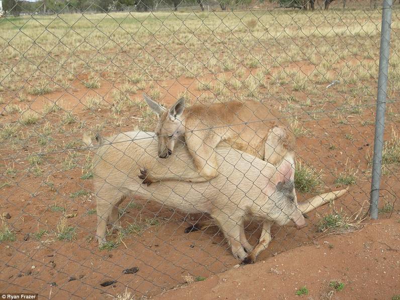 澳洲袋鼠和豬仔談族戀