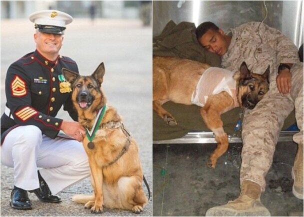 傷殘退役美軍犬獲頒最高勳章
