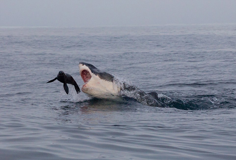 海豹鯊口逃生驚險瞬間