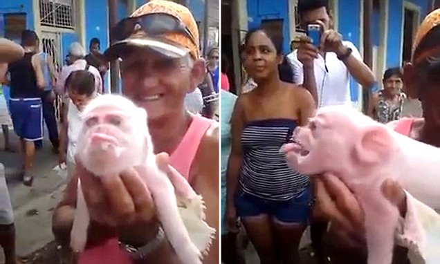 疑污染突變　古巴驚現猴面豬