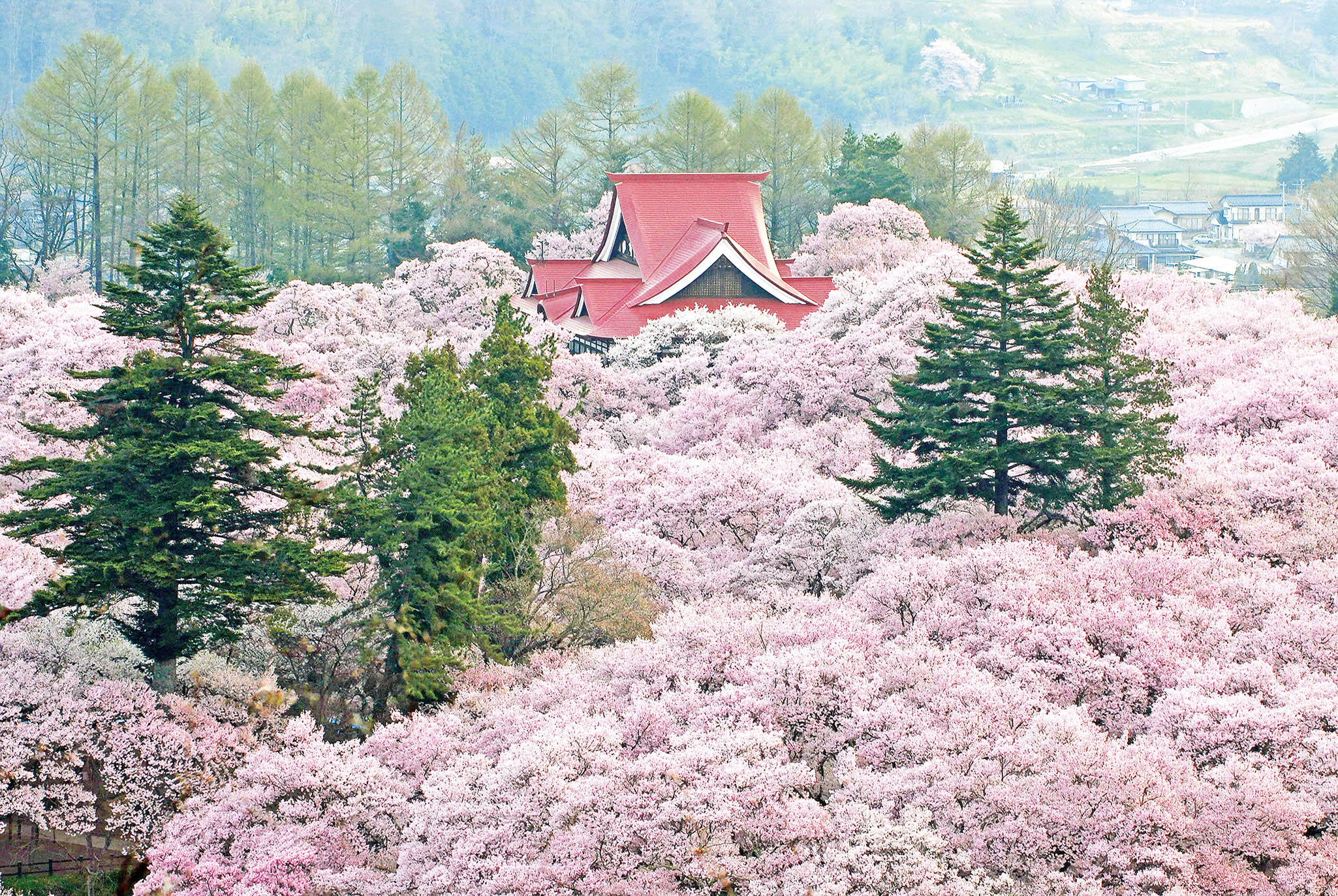 日本中部櫻花秘境