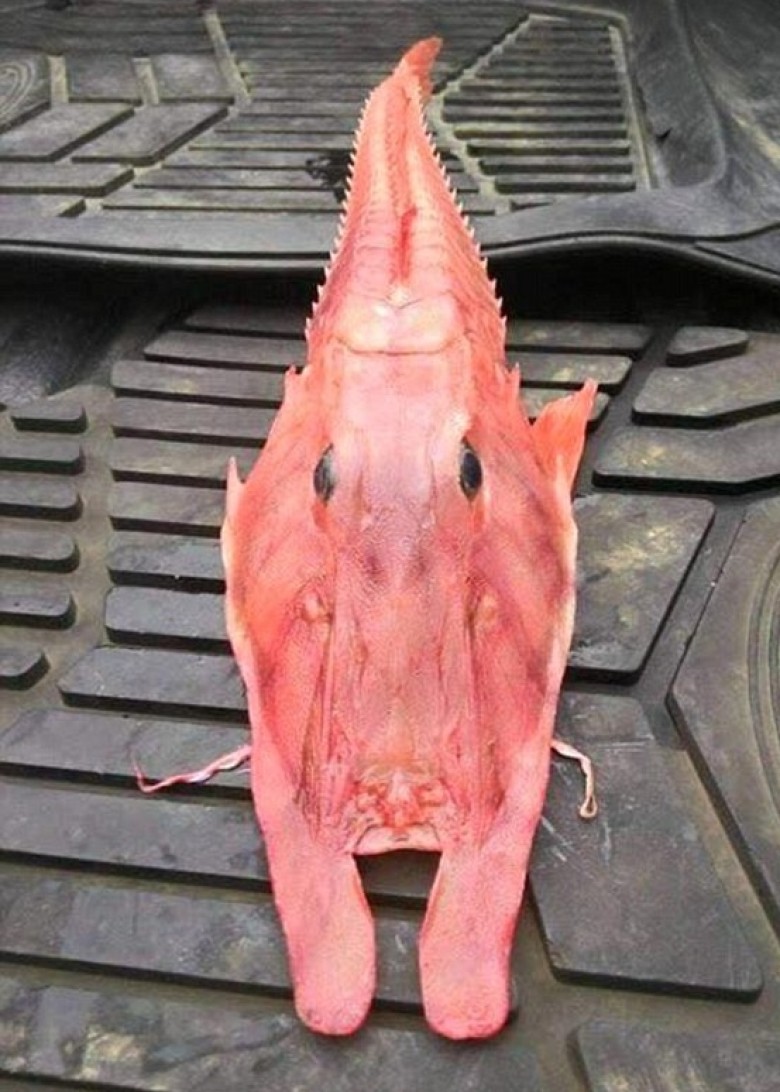 魚蝦混合體好嚇人