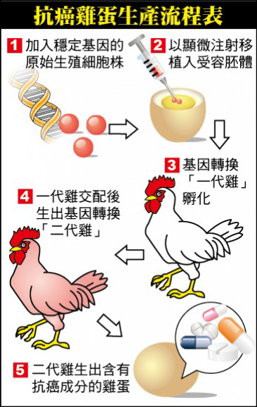 日本培育神奇母雞生抗癌蛋