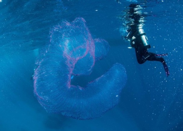 巨型「海洋獨角獸」現澳洲