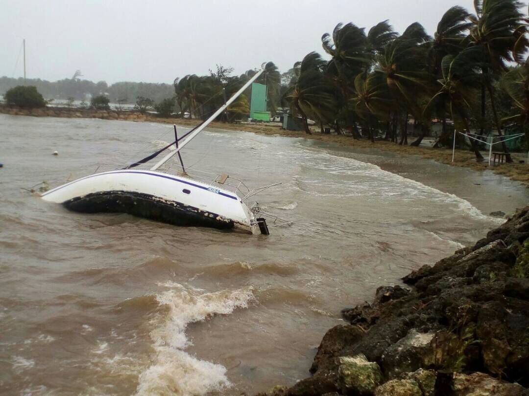 一人執意外出被樹壓死