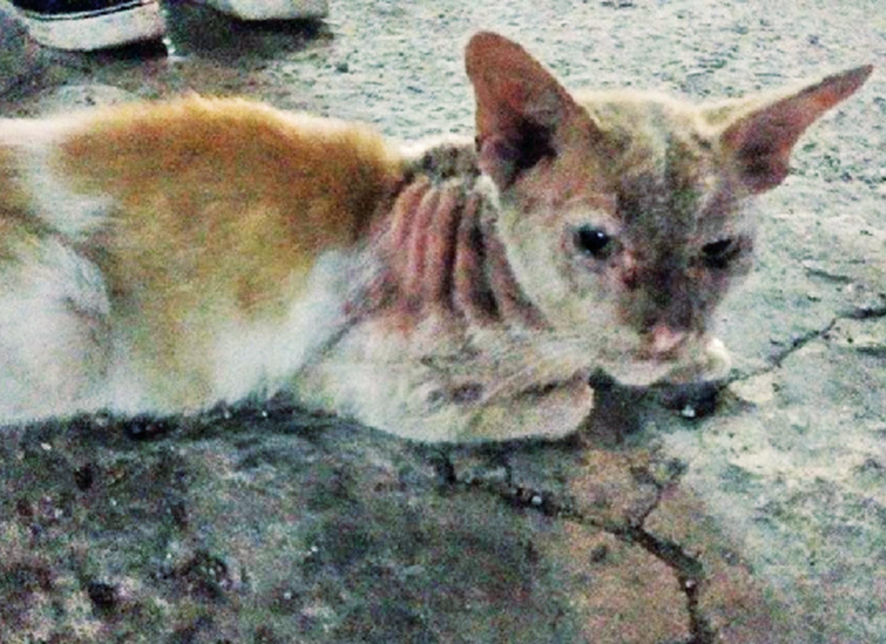 台男虐貓逍遙法外