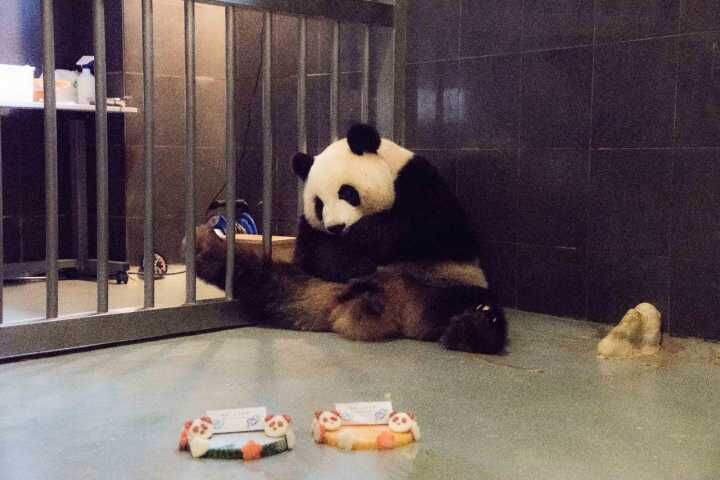 大熊貓「心心」度九歲生日