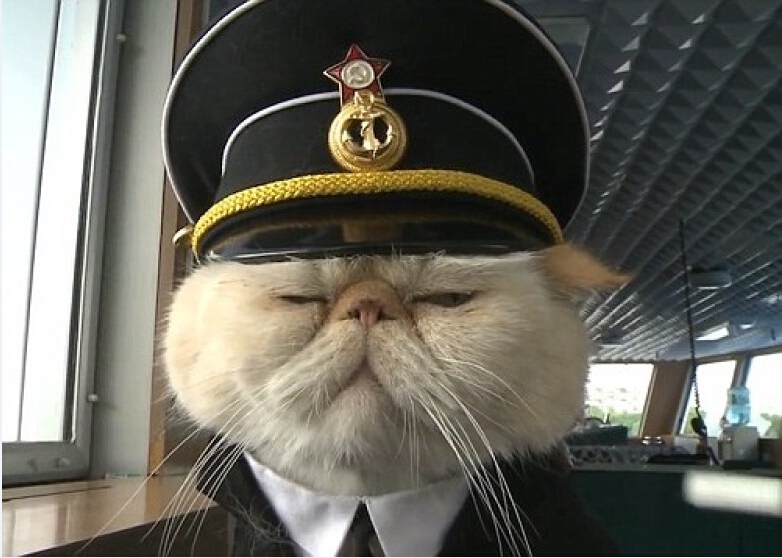 俄國貓咪任「船長」人氣爆棚