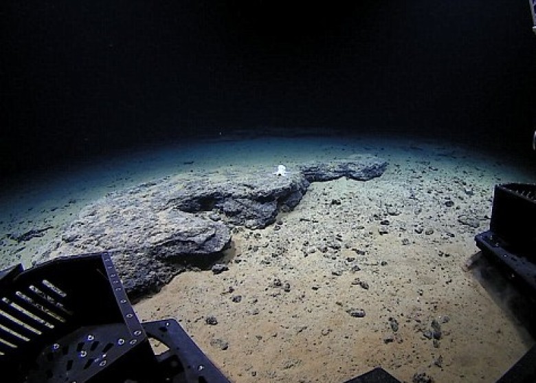 美科學家發現新品種深海八爪魚