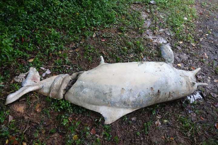 路環發現中華白海豚屍體