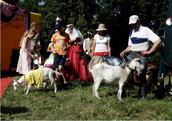 立陶宛舉辦山羊選美比賽