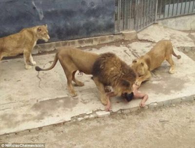 兩獅被擊斃 園方救人卻遭評擊