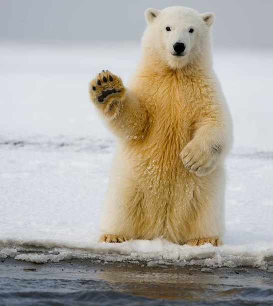 1【國際】北極熊數量35年後銳減三成