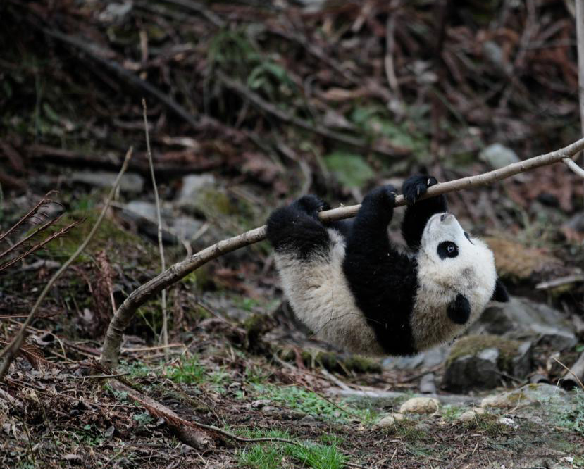 四川兩大熊貓下月將放歸自然