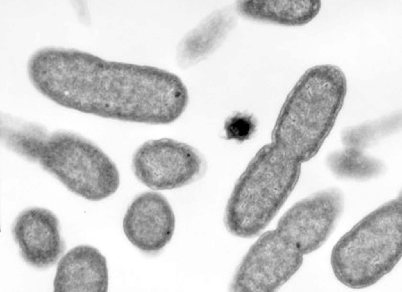 衛生局籲醫生市民善用抗生素