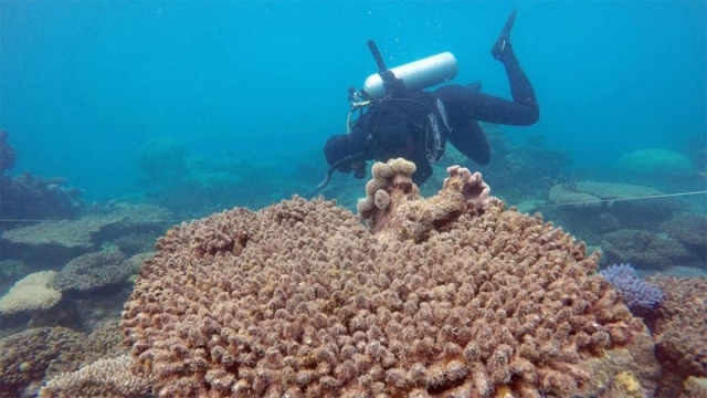 高溫破壞大堡礁北部67%珊瑚死亡
