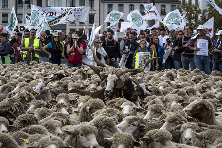 羊群攻陷法國里昂