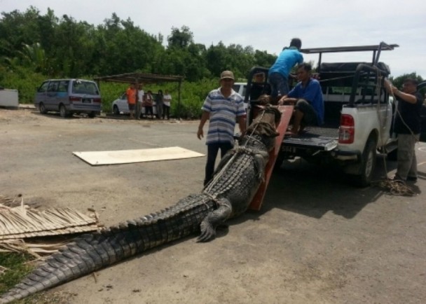 捕獲四米食人巨鱷