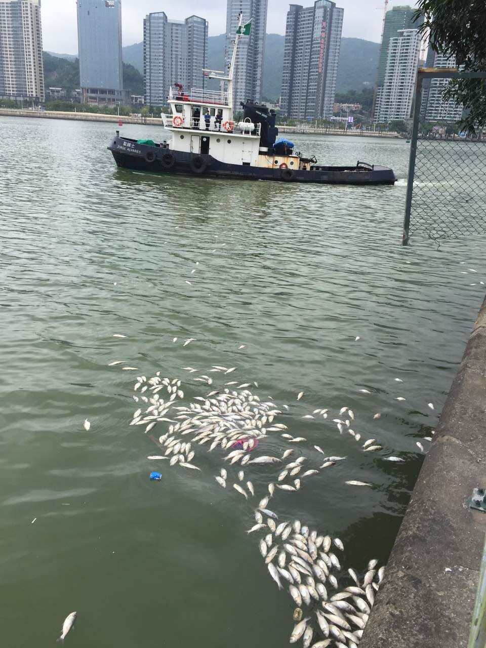 內港及海洋花園淺灘現大量死魚