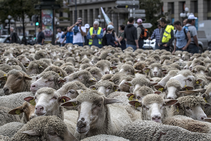 羊群攻陷法國里昂