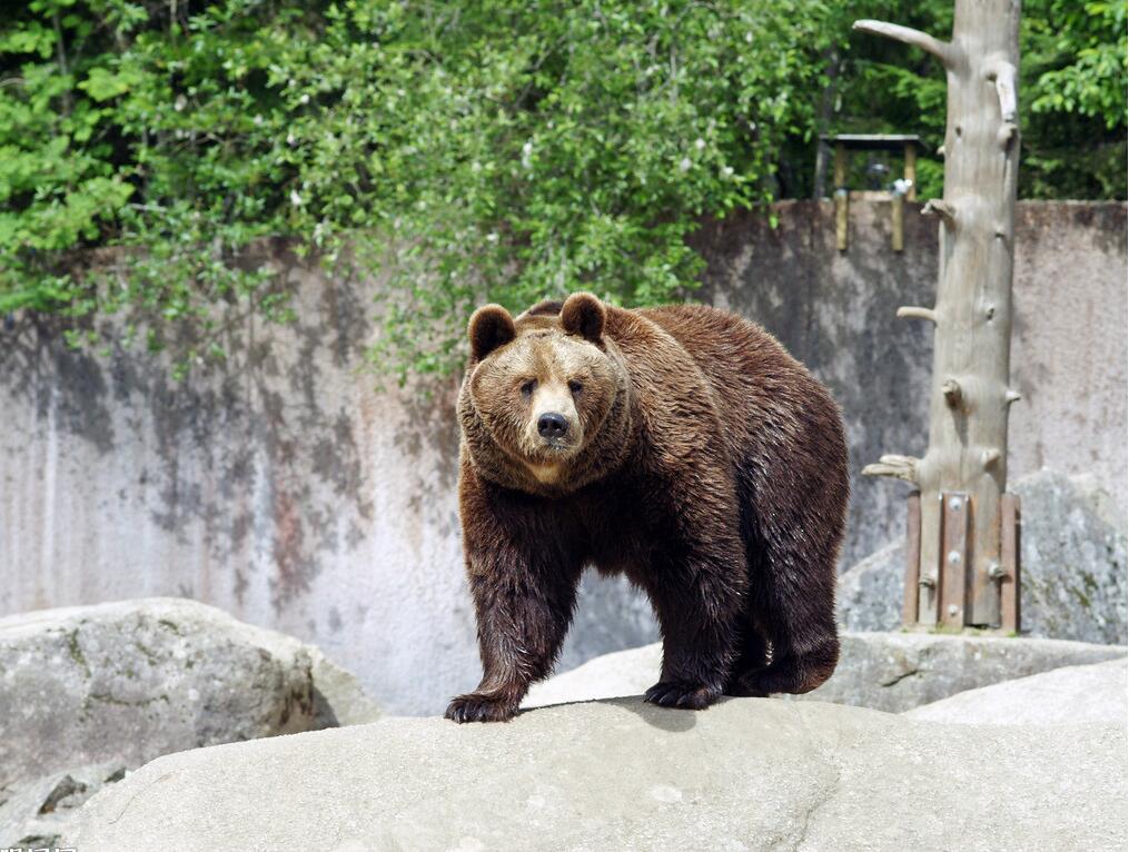 棕熊拍碎籠舍鋼化玻璃牆險逃出