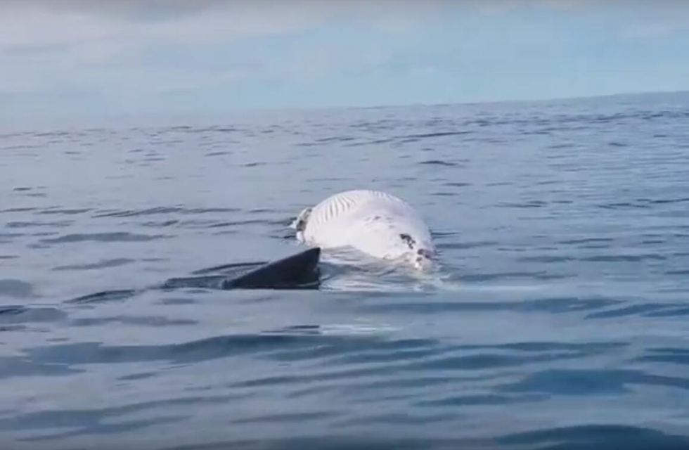 大白鯊魚開餐 大啖品嚐鯨屍肉