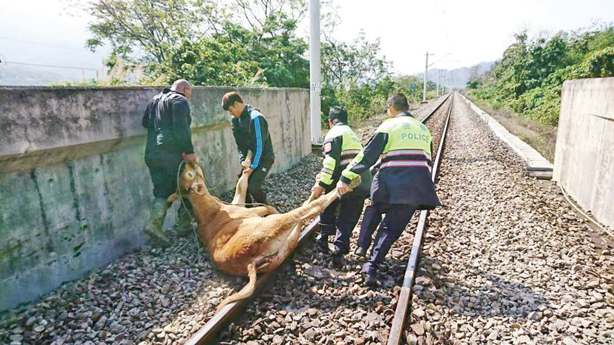 六頭牛闖鐵道被撞斃
