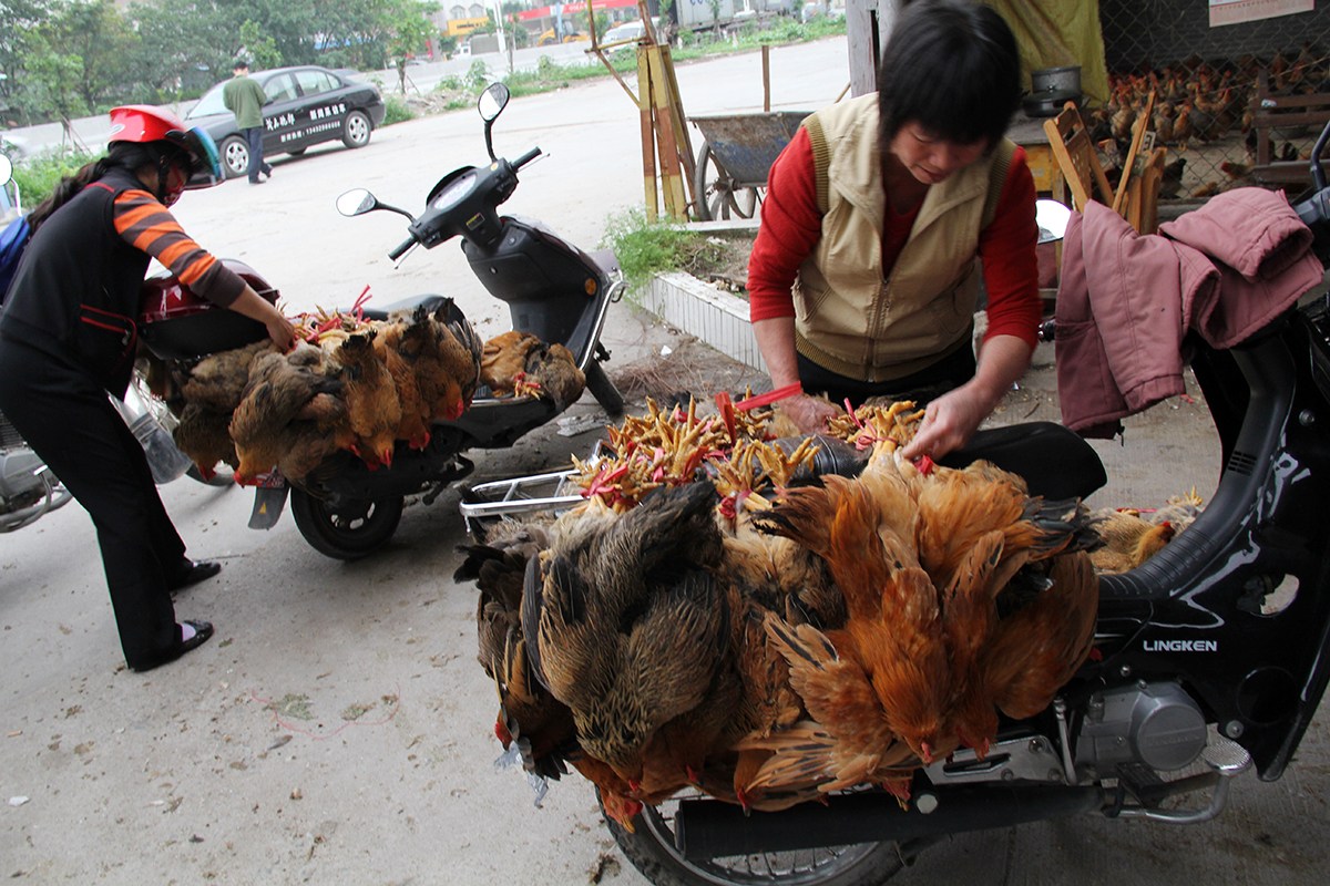 北京確診今年首宗H7N9病例
