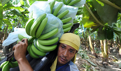 中國解除對菲香蕉菠蘿入口限制