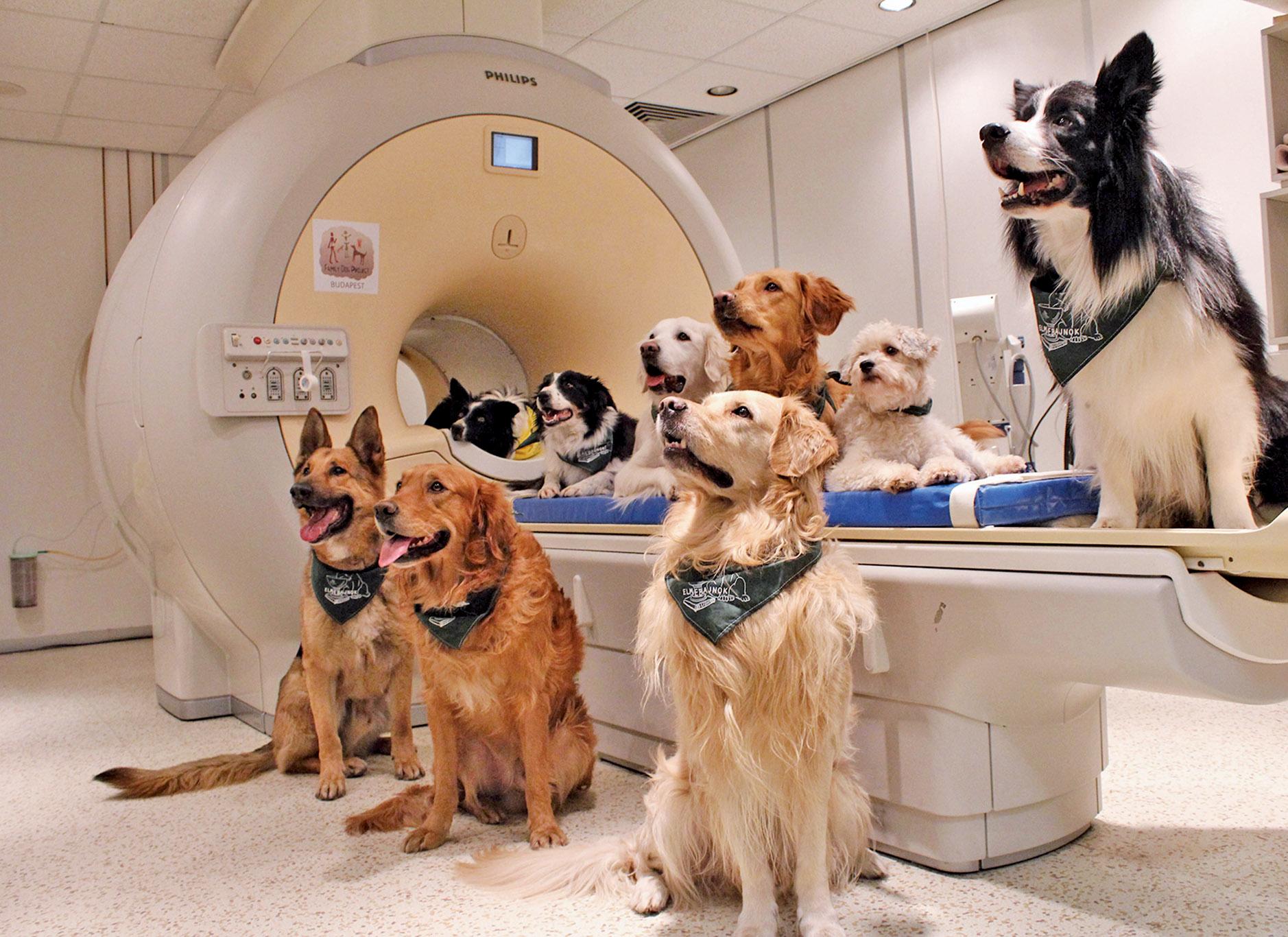 狗狗聽得懂人話