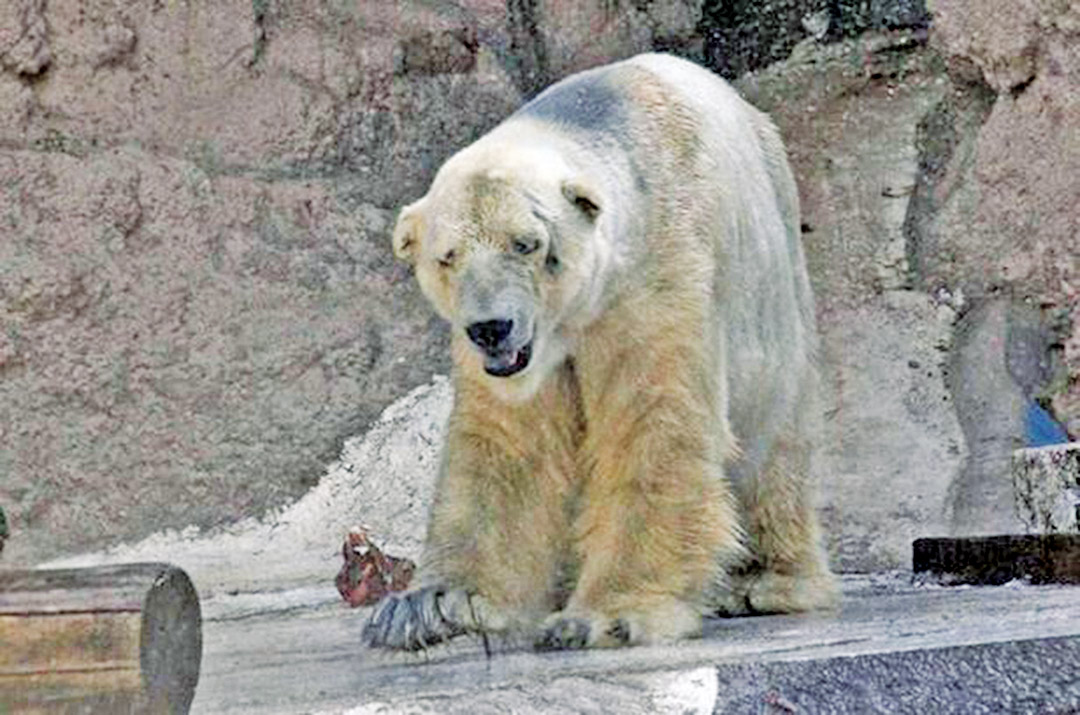 全球最悲傷北極熊離世