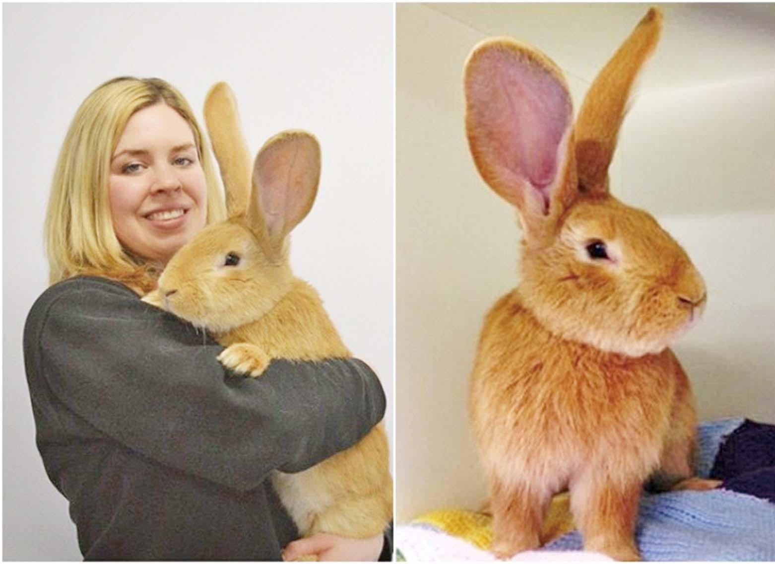 主人無力照顧棄養