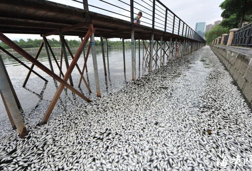 福建一河面出現大量死魚