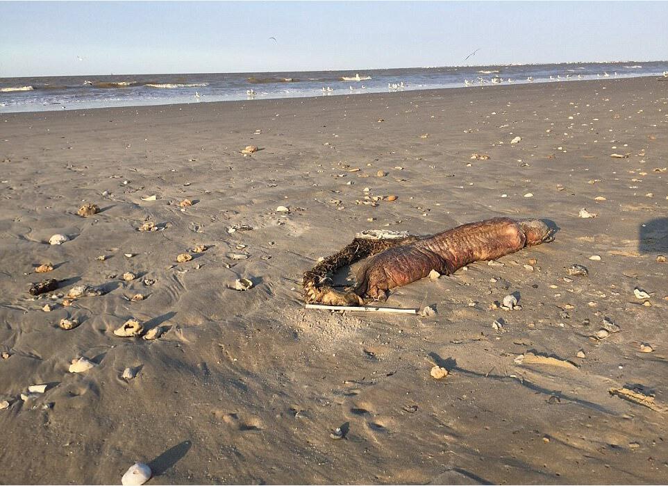 德州海灘驚現神秘生物腐屍