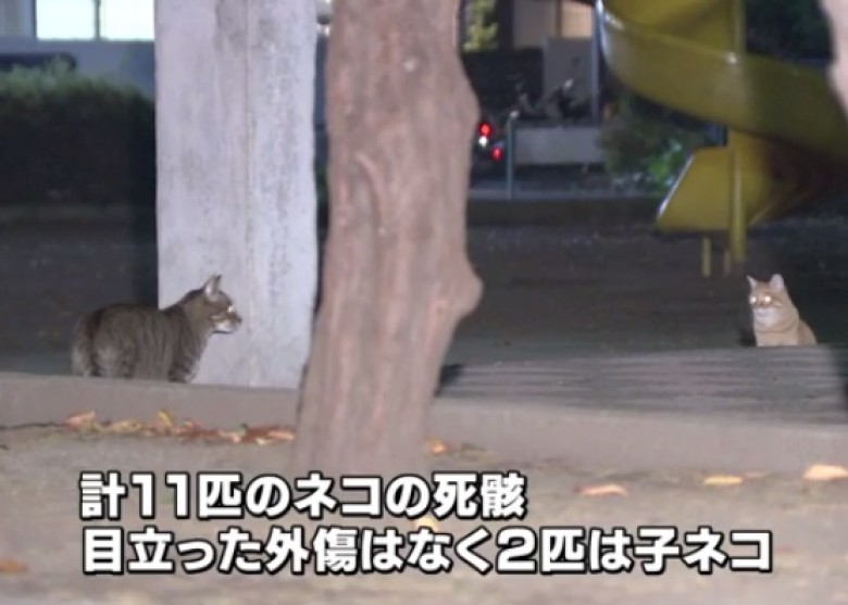 神奈川公園現11條貓屍