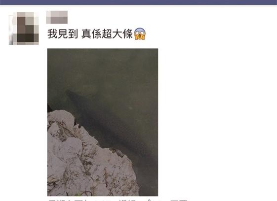 縱非福鱷 大魚亦須分隔