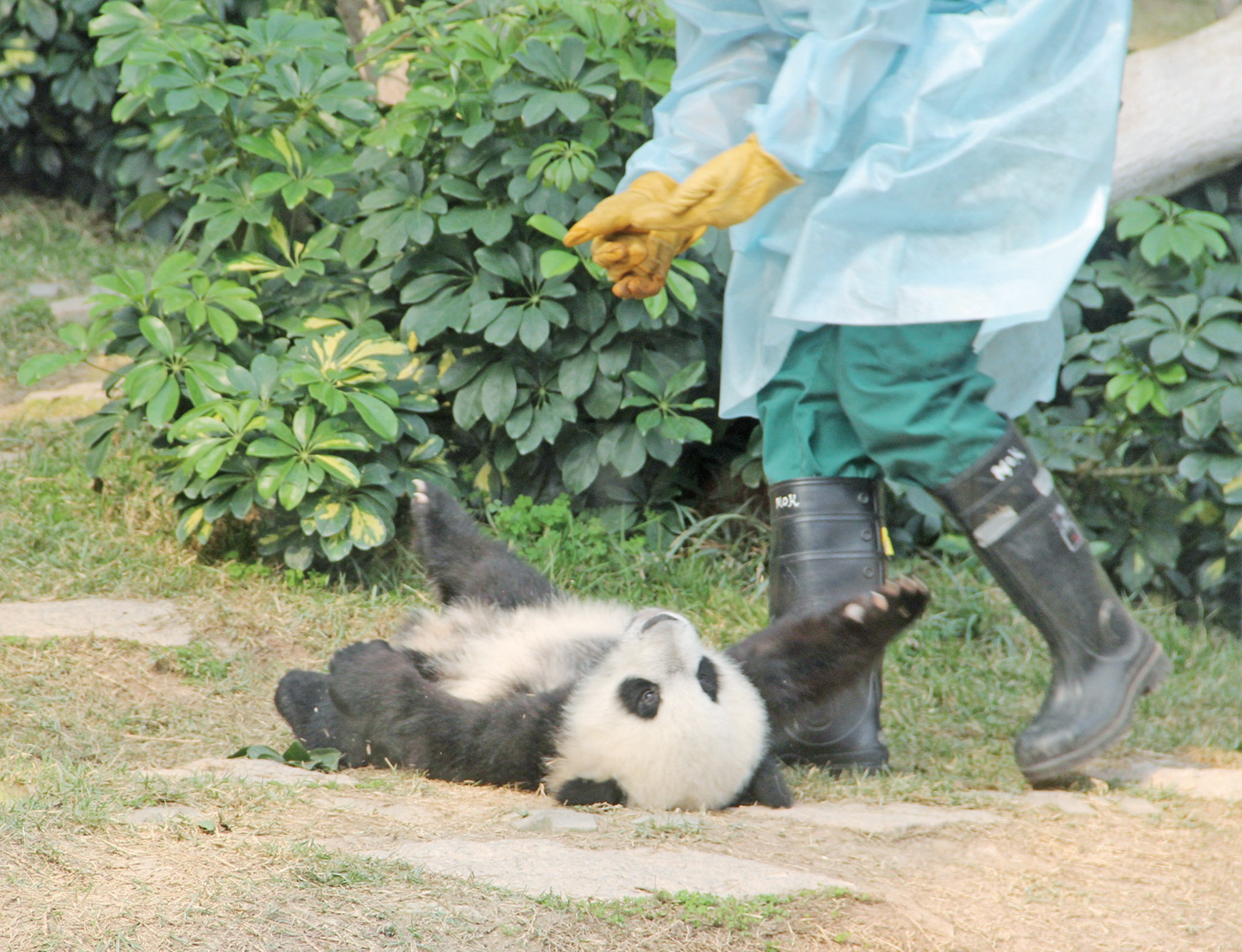 健健、康康 活潑可愛 萌爆全場