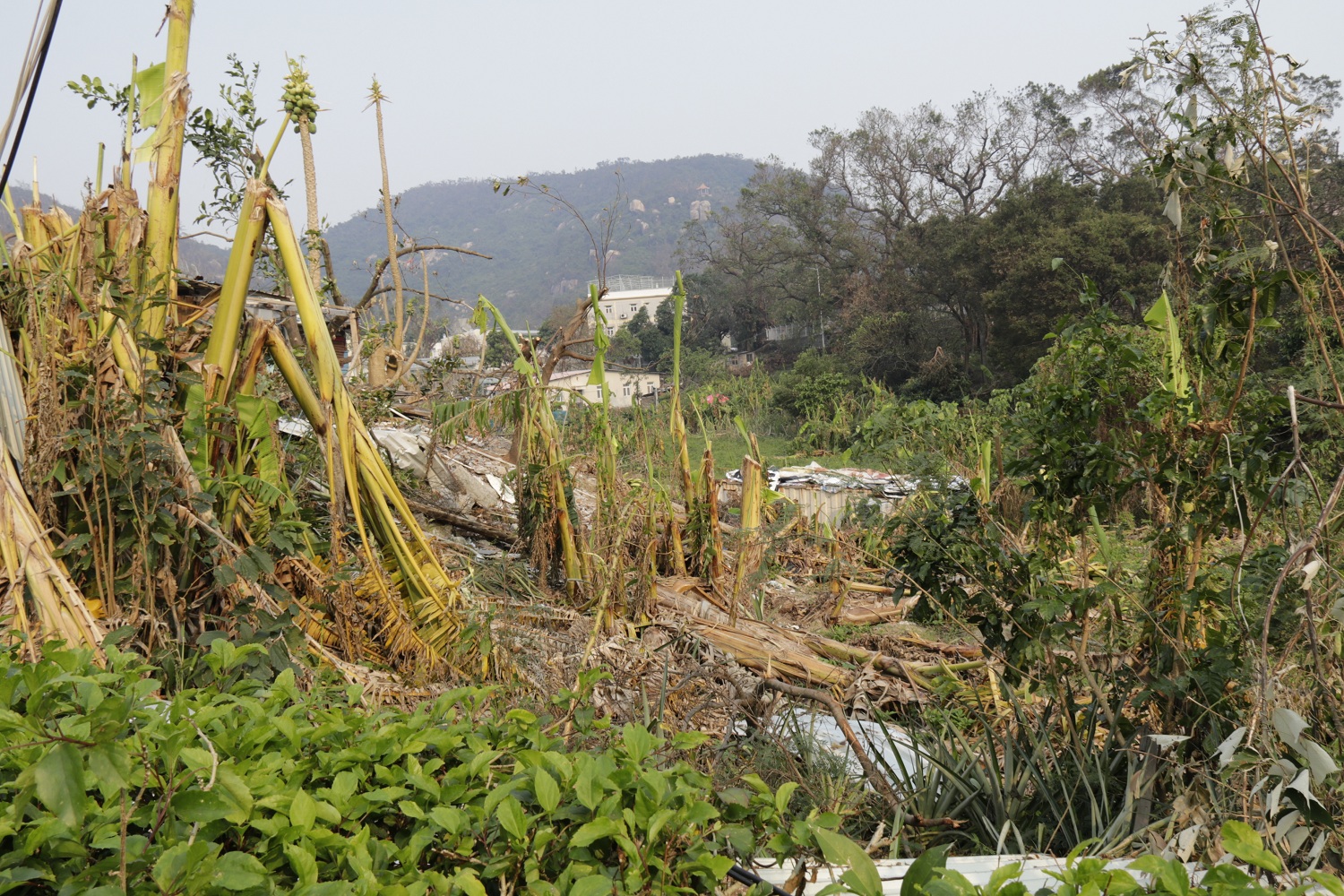 ​風災致10,000棵樹木損毀